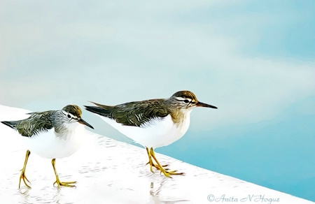 Sanderling Shorebirds