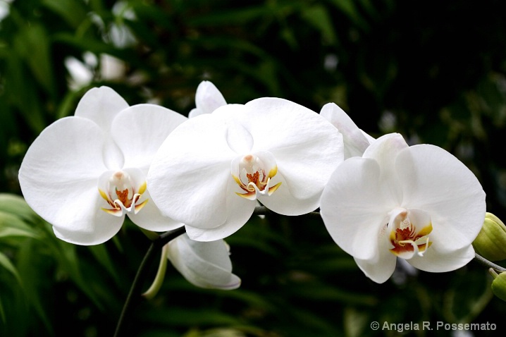orchid trio