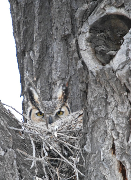 Owl Be Watching You