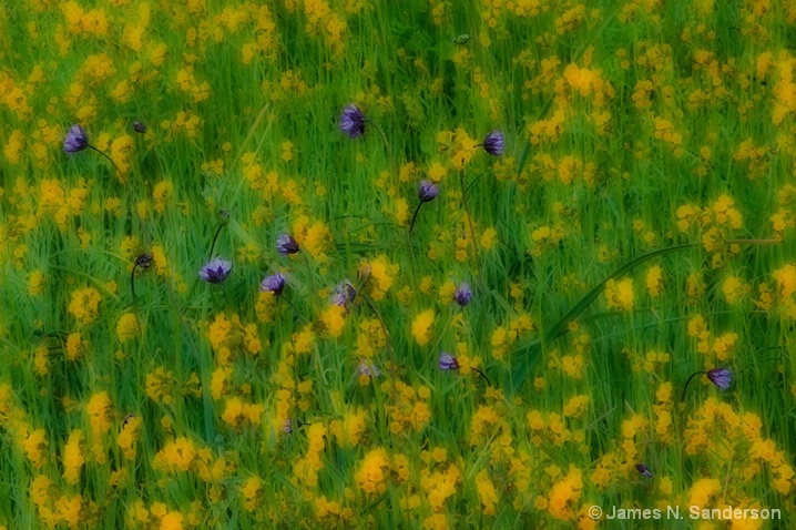03-10-08_ortin_wildflower_patc