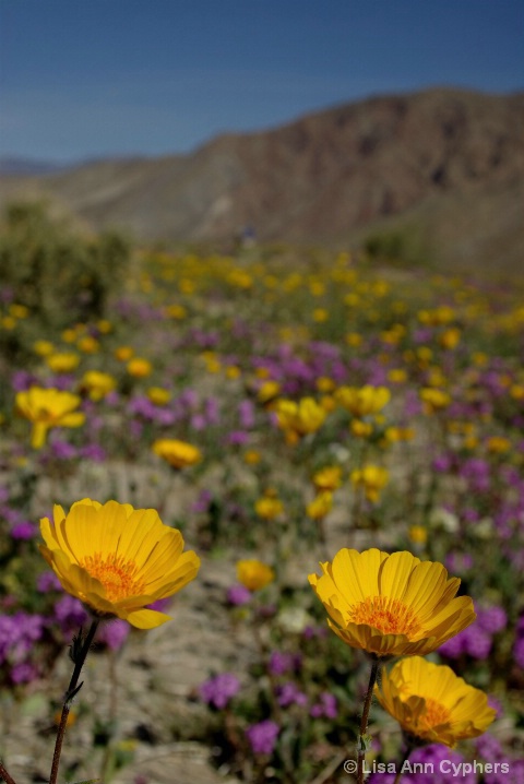 Desert color - ID: 5785532 © Lisa Ann Cyphers