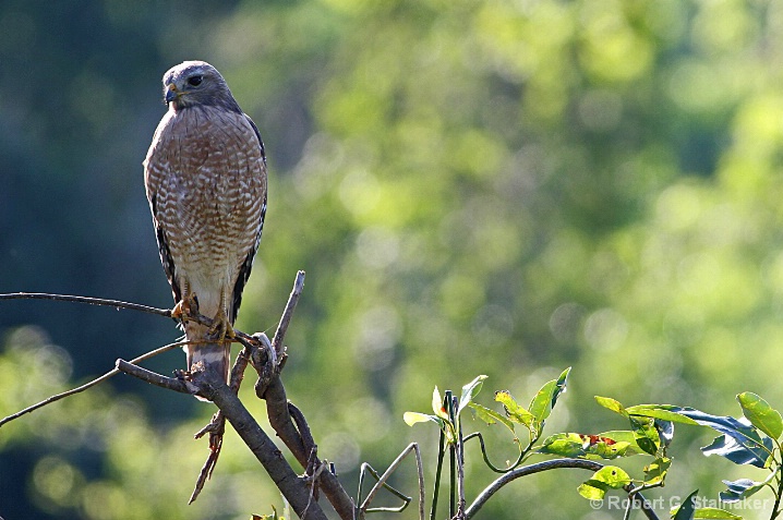 Red-shouldered backlit