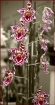 Orchid Stem