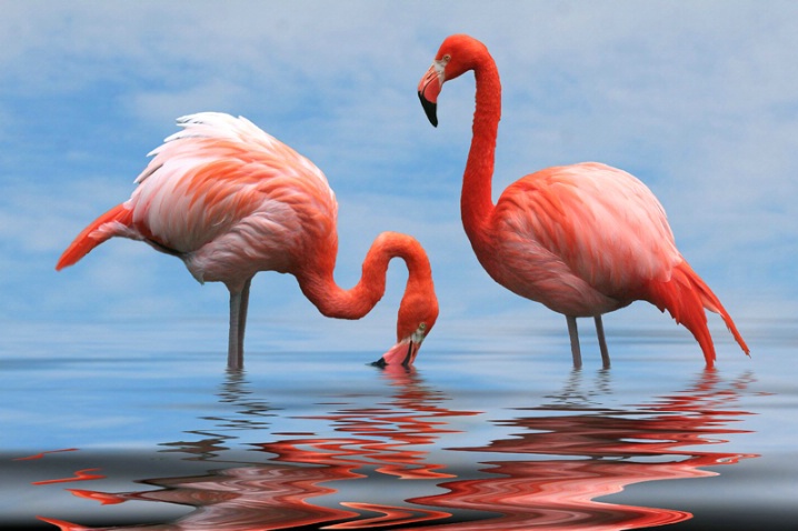 Flamingo Morning