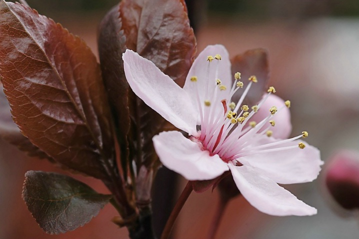 A Lesson from the Plum Blossom . . .