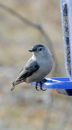 White Breasted Nuthatch