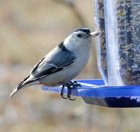 Another Nuthatch