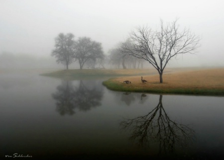 Two Geese Reflect