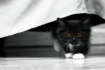 Amber Eyes