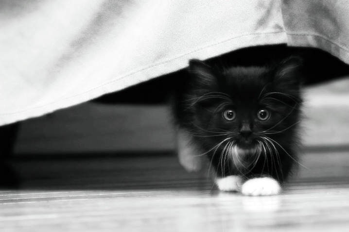 Black and White Kitten