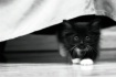 Black and White K...