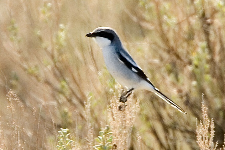 Loggerhead Shrike - Eastern Washington - ID: 5788508 © John Tubbs