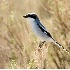 2Loggerhead Shrike - Eastern Washington - ID: 5788508 © John Tubbs