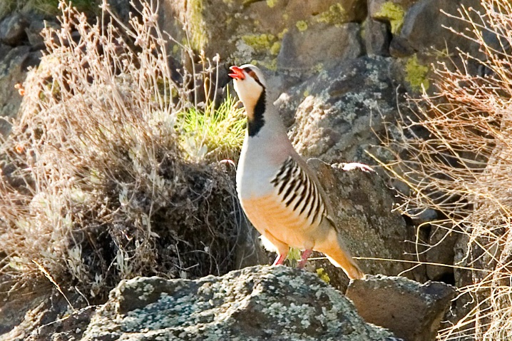 Chukar - along Columbia River - ID: 5788509 © John Tubbs