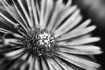 Aster