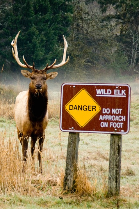 Wild Elk, Redwood National Park.