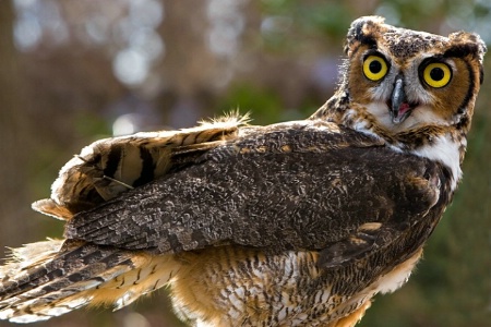 Great Horned Owl - after