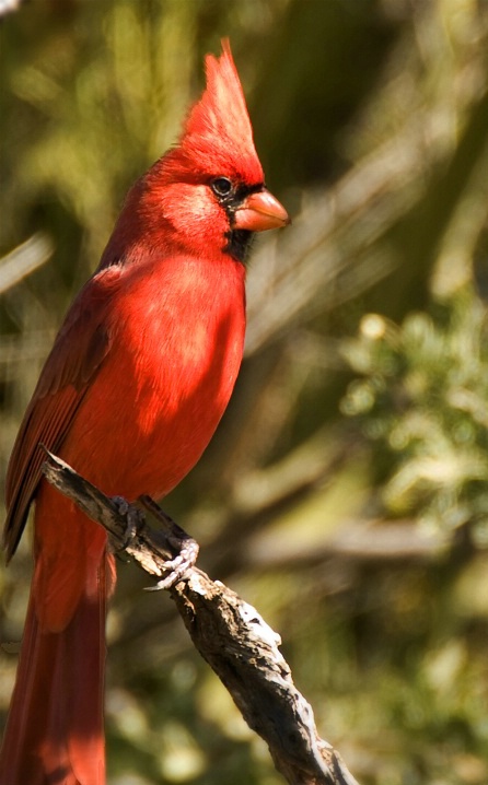 red_cardinal