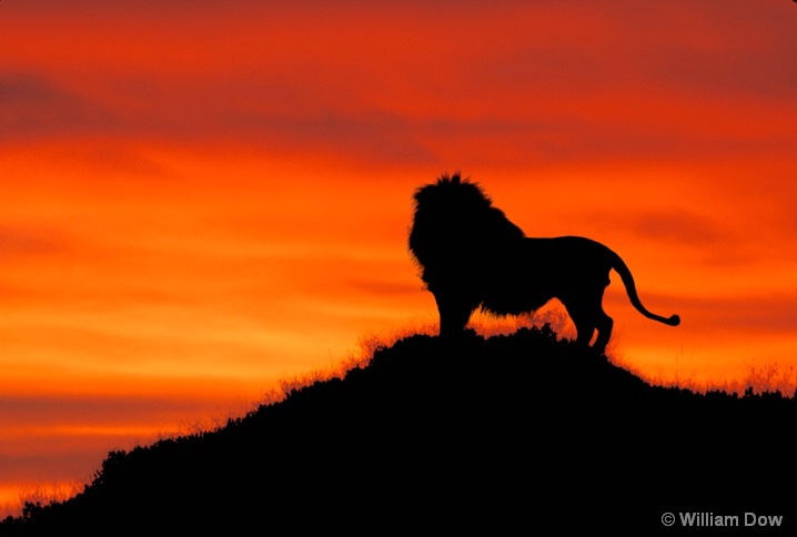 Leo's Sunset -African lion-Panthera leo - ID: 5792897 © William Dow