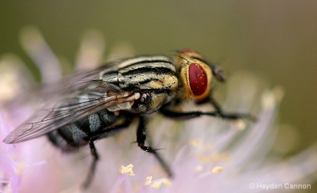 An eye for pollen 