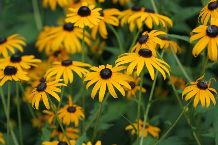 Summer Blooms