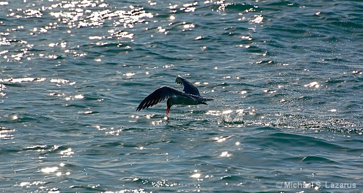 Royal Tern Skimming Off South Beach