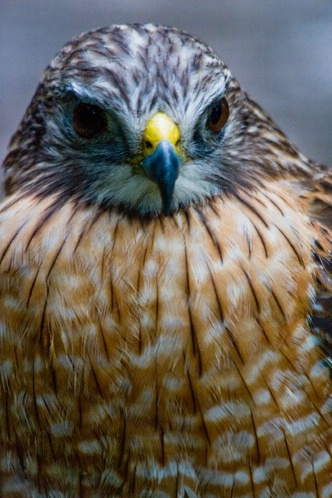 Red Shouldered Hawk Close up