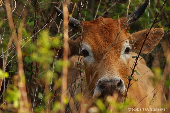 Birdwatching Bull