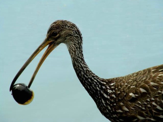 Limpkin