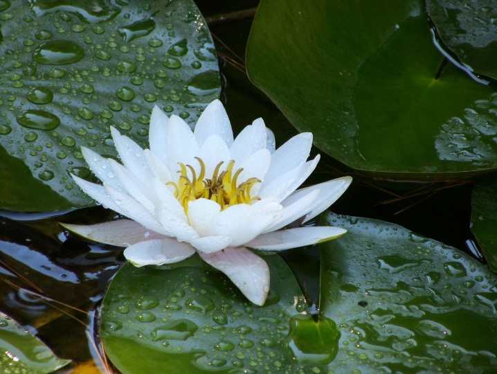Another waterlily