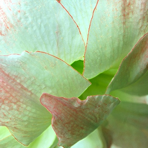Petals Of An Amaryllis