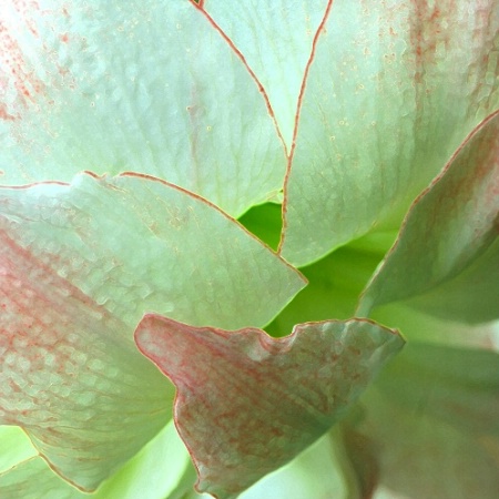 Petals Of An Amaryllis
