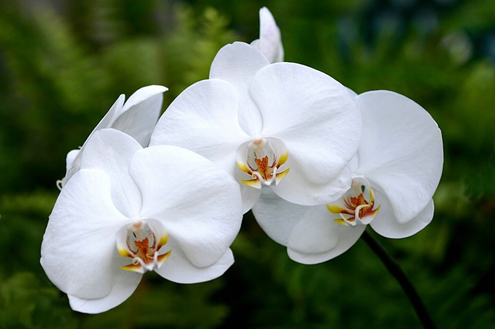 I love white orchids!