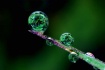 Green Bubbles....