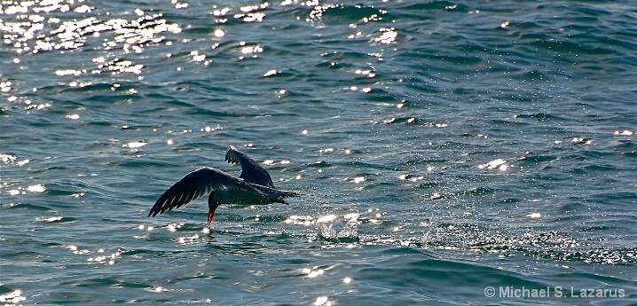 Royal Tern Skimming Off South Beach v2