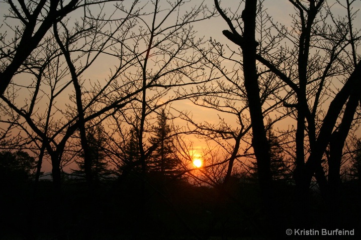 Sunrise Through the Trees in Himeji 