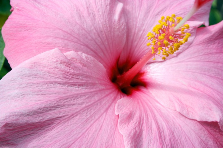 Hibiscus