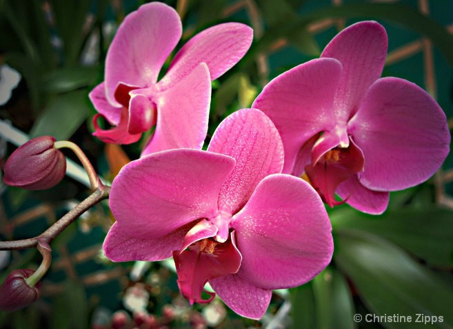 Orchids