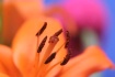 Orange Beauty