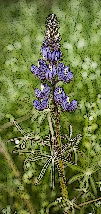 Lupine Poster - ID: 5806129 © Patricia A. Casey