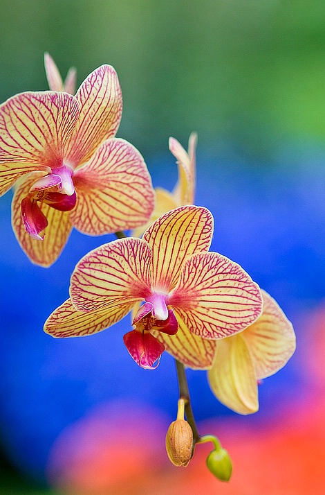More Orchids - ID: 5807234 © Jack Kramer