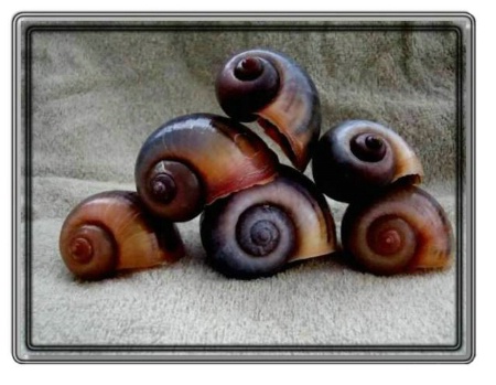 Apple Snail Shells
