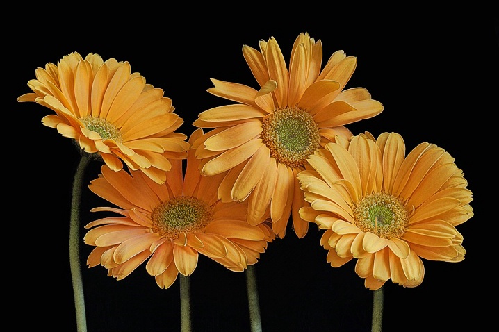 Gerberas