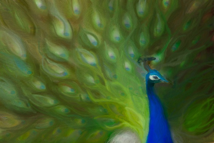 Painted Peacock