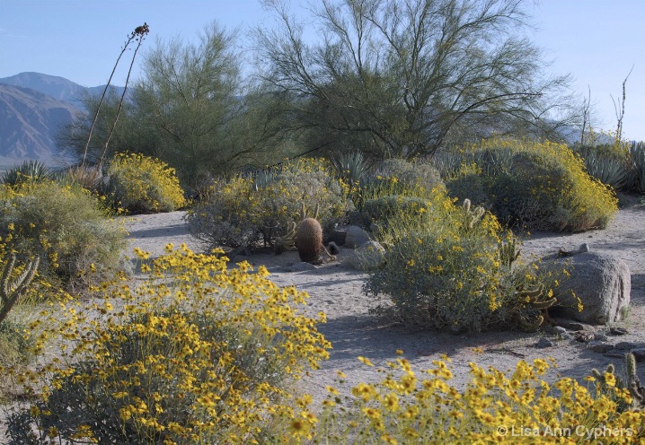 Desert Scene - ID: 5809104 © Lisa Ann Cyphers