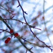 berries in winter