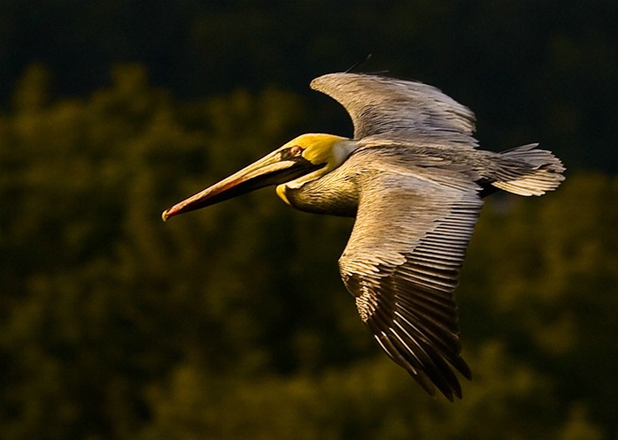 Pelican in Flight