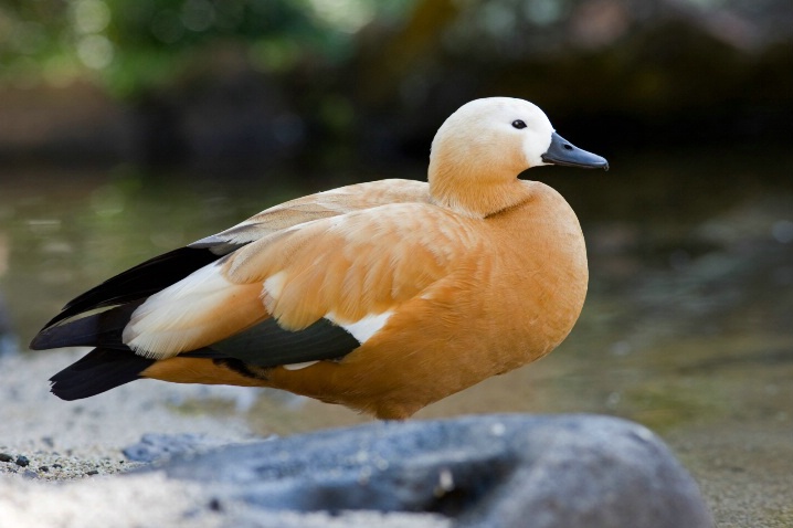Mandarin Duck (Female)