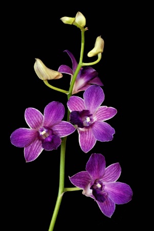 ~ mini orchids ~