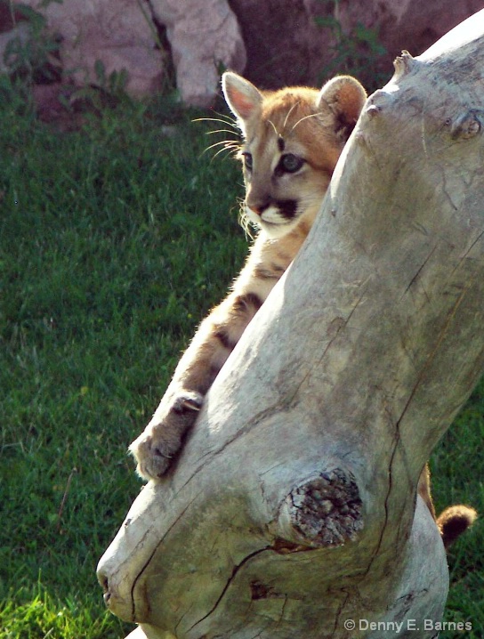Cougar Kitten, Animal Park-SD